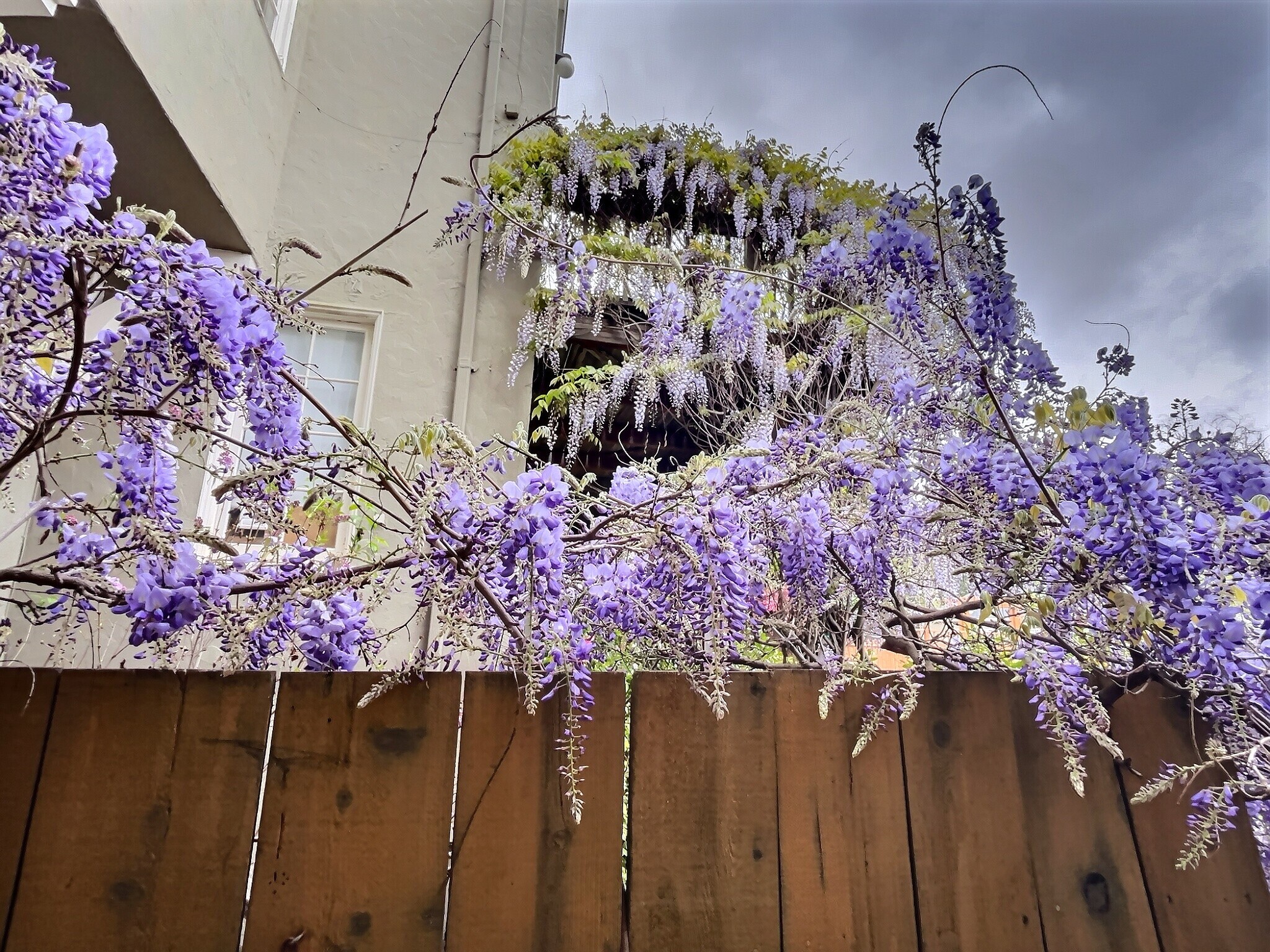 Fence and wisteria across from front door - 128 Ronada Ave