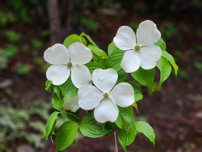 Building Photo - 100 Crab Apple Ln