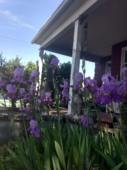 Irises in Spring - 602 E McLoughlin Blvd