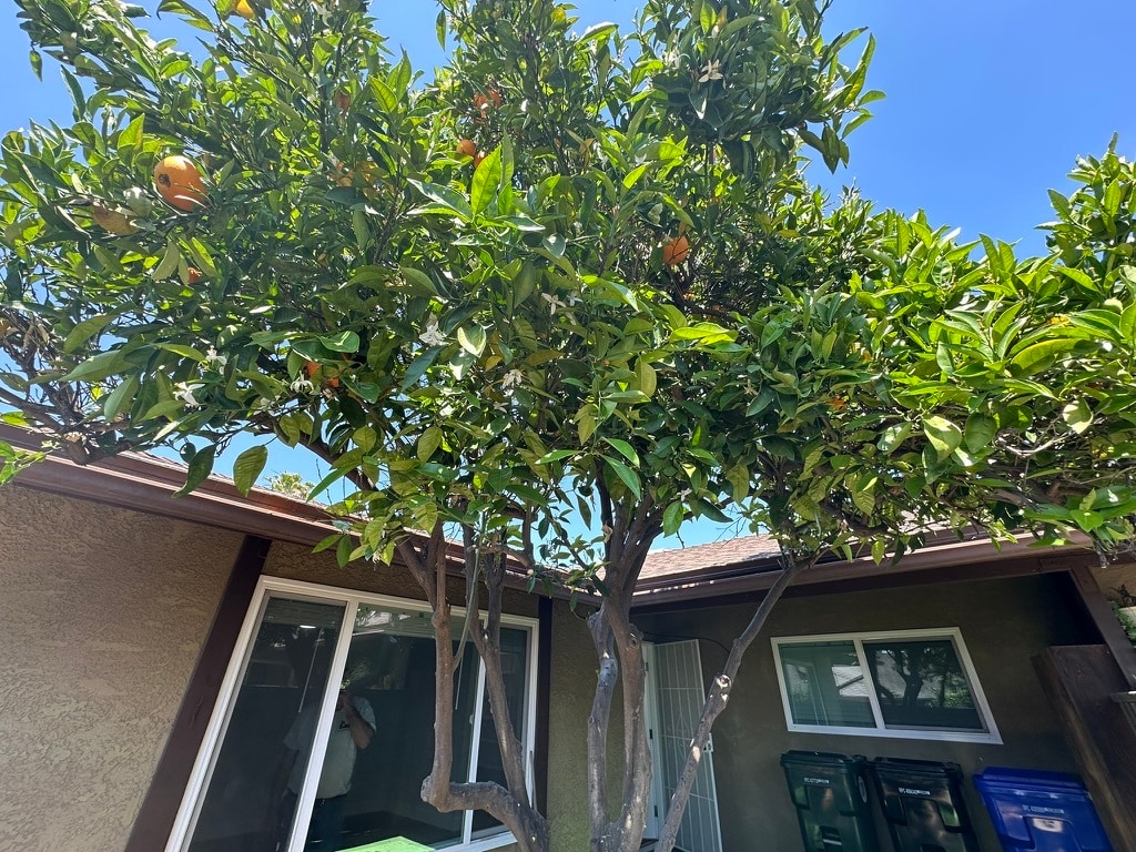 Orange Tree - 35352 Yucaipa Blvd