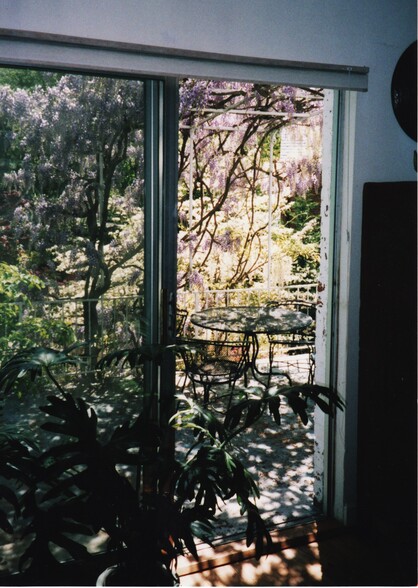 Wisteria in bloom on upper patio as seen from dining room - 5404 Wilson Ln