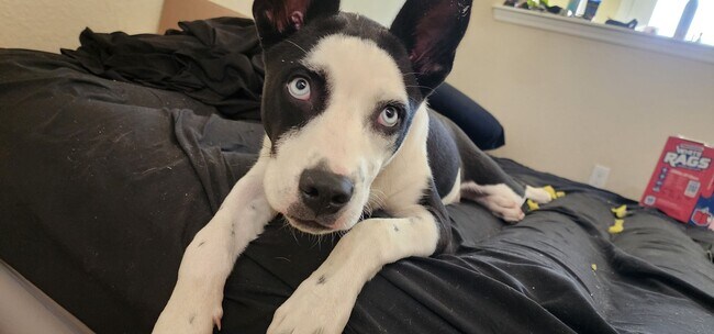 Building Photo - 3 Bed/2.5 Bath in Cypress Reserve