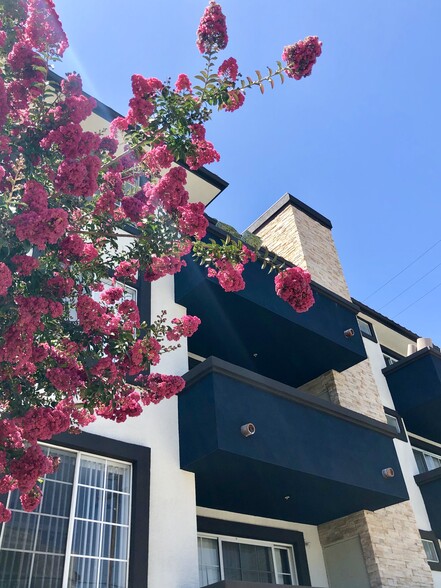 Building Photo - Maravilla Apartments at CSUN