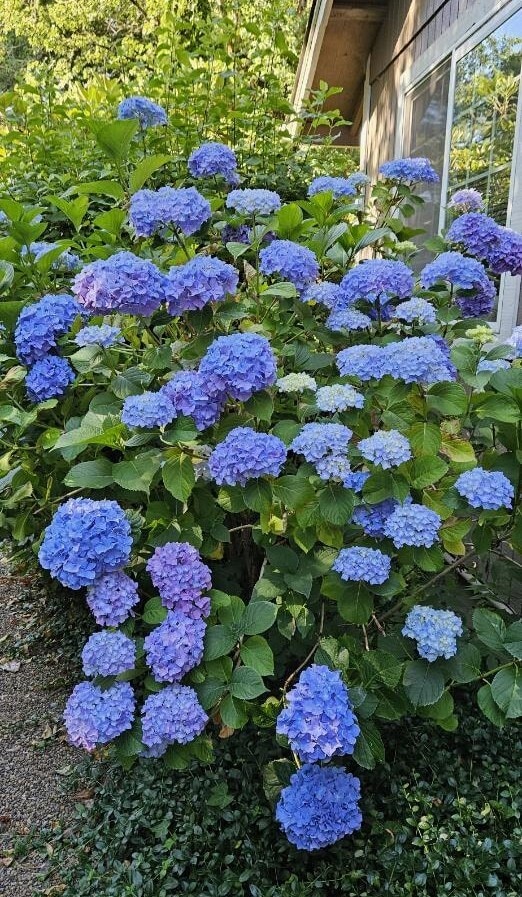 Summer hydrangea in full bloom during July and August - 885 Randall St