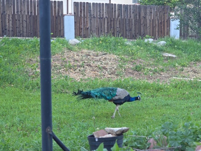 Building Photo - 3 Bedroom Home for Rent with RV Parking, Rock Views & Large Lot