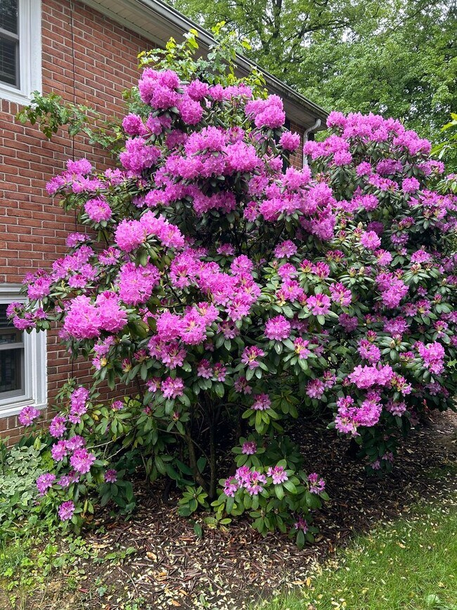 Building Photo - Wyomissing Schools Rental