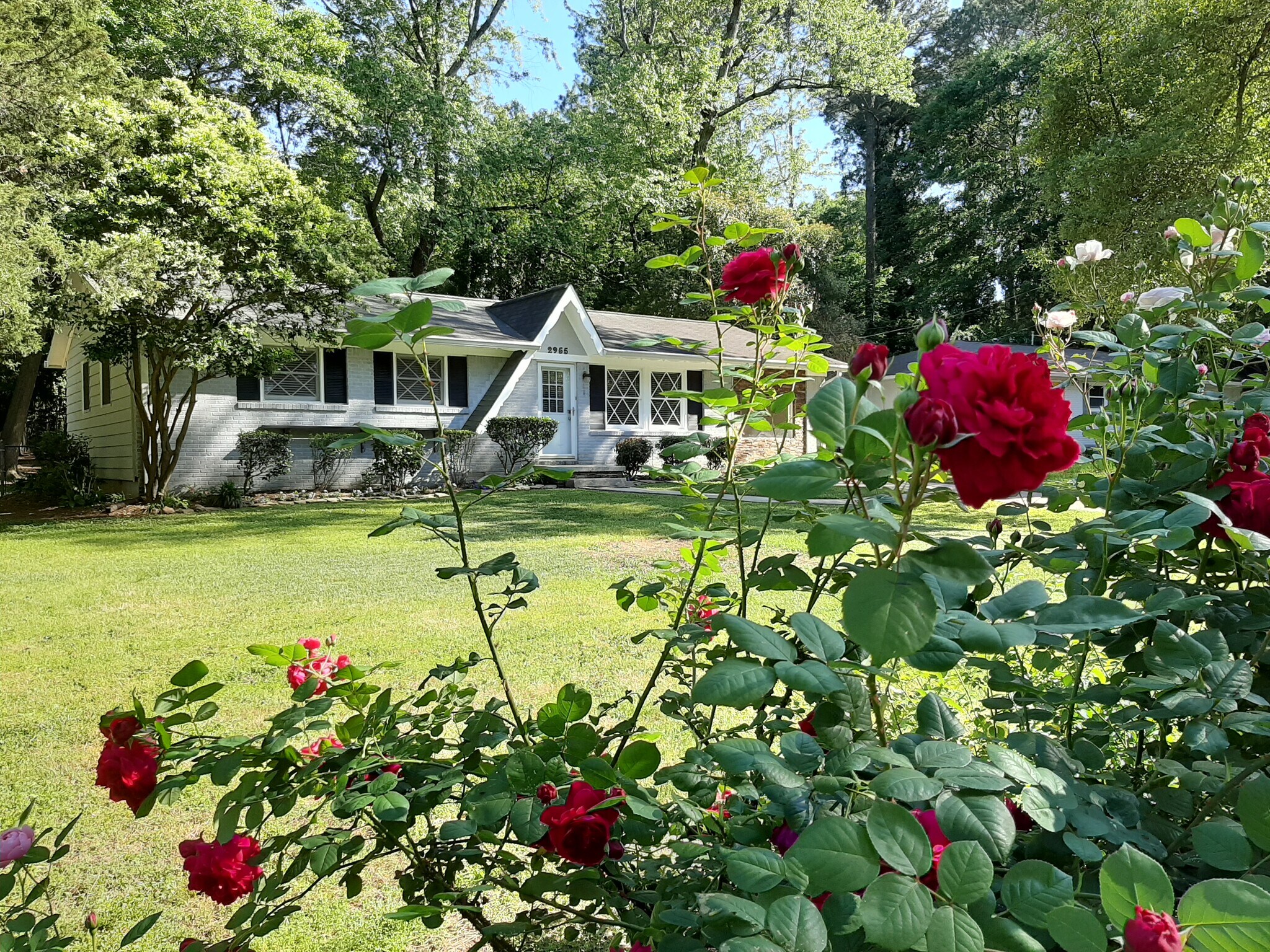 A sunny front yard has a mature fruit and rose garden. - 2955 Fantasy Ln