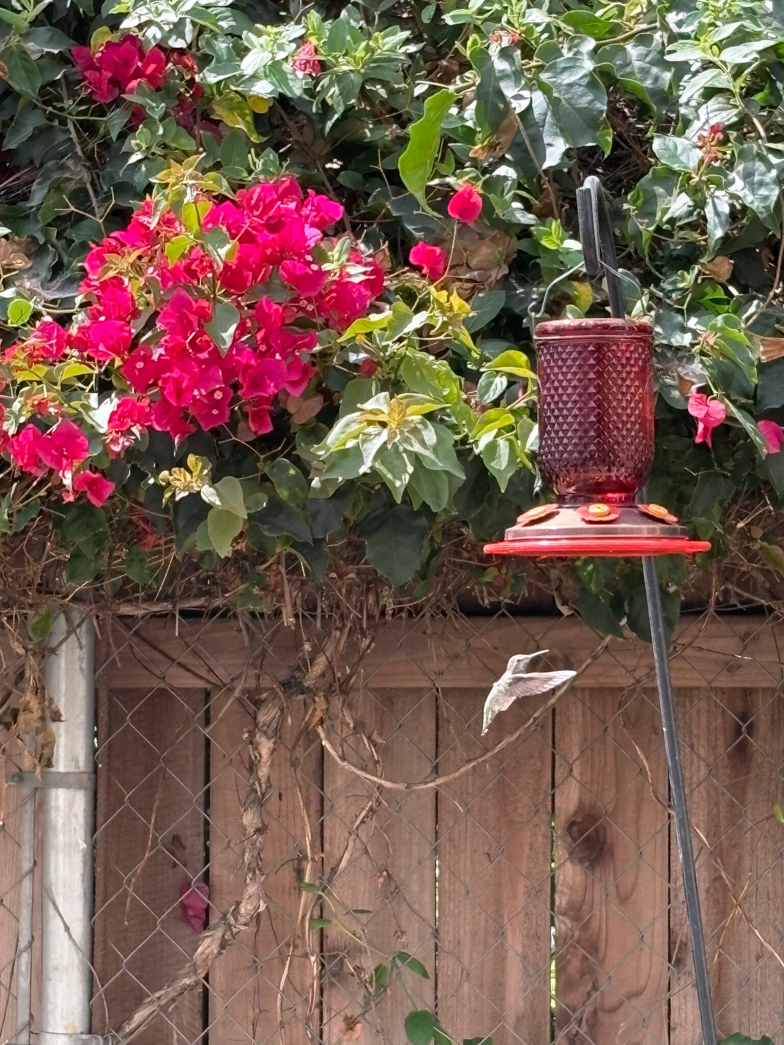 Hummingbird garden - 3425 Buckingham Rd