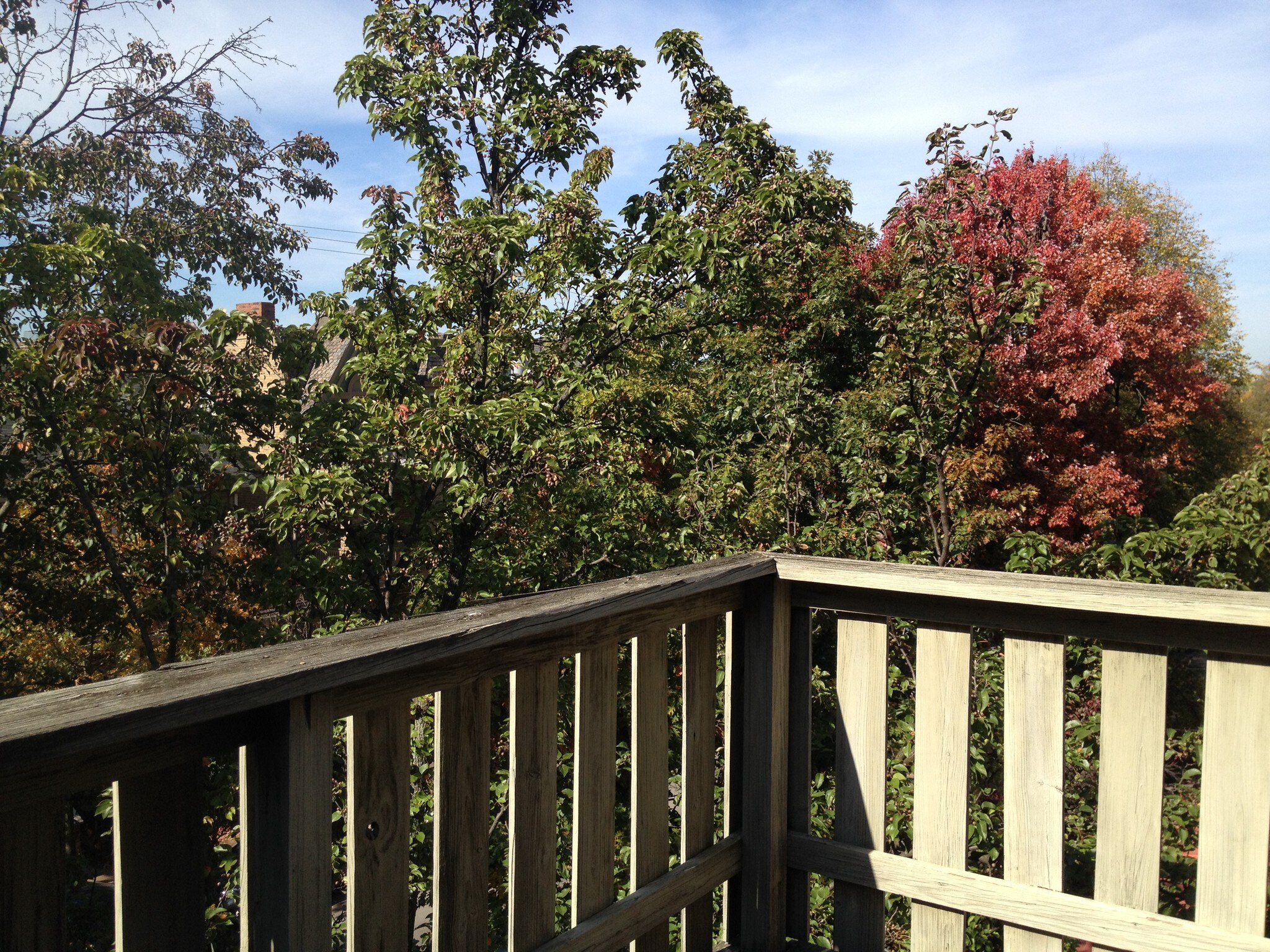 Balcony View - 721 Ivy St