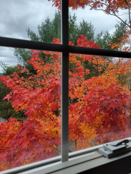 Bathroom window view of fall foliage - 103 Fiat Ave