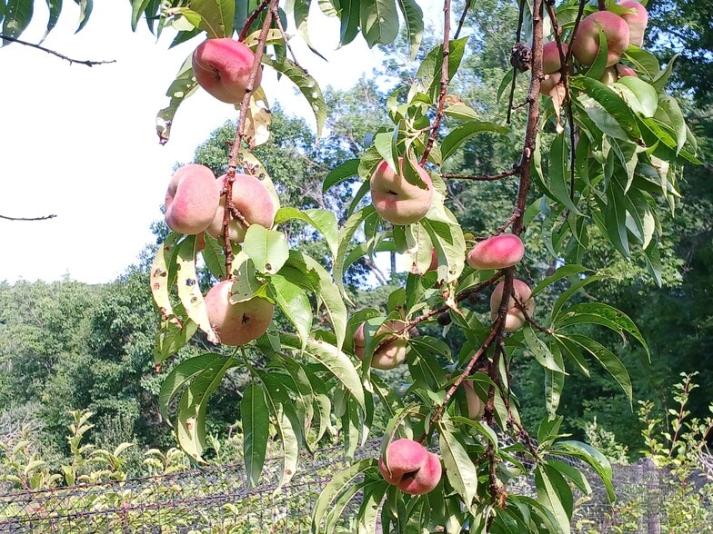 Multiple fruit trees - 115 Delta Dr