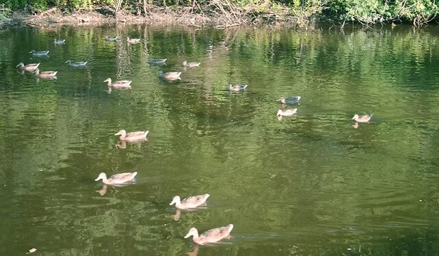 Building Photo - 3720 Independence Ave S