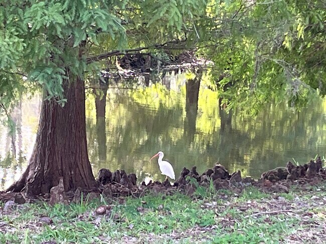 Building Photo - 14467 Mirabelle Vista Cir