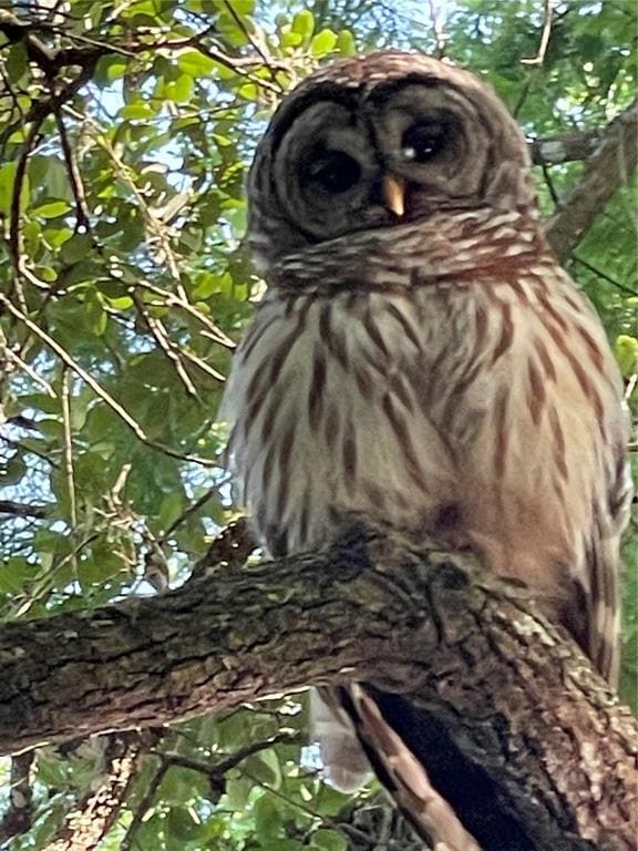 Building Photo - 41 Cochise Ct