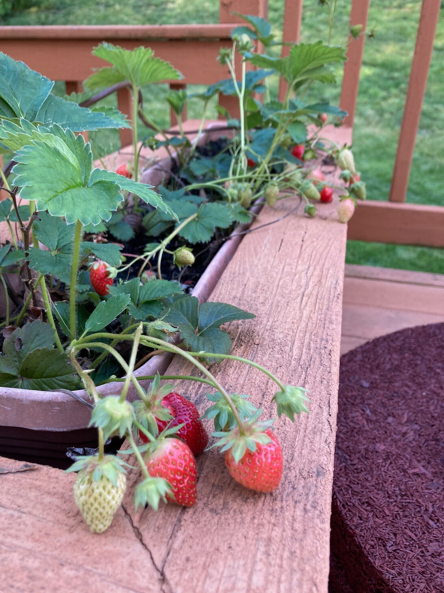 Building Photo - 3203 Trellis Ln