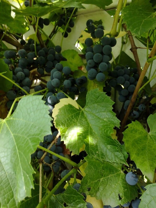 Building Photo - APPLICATIONS PENDING