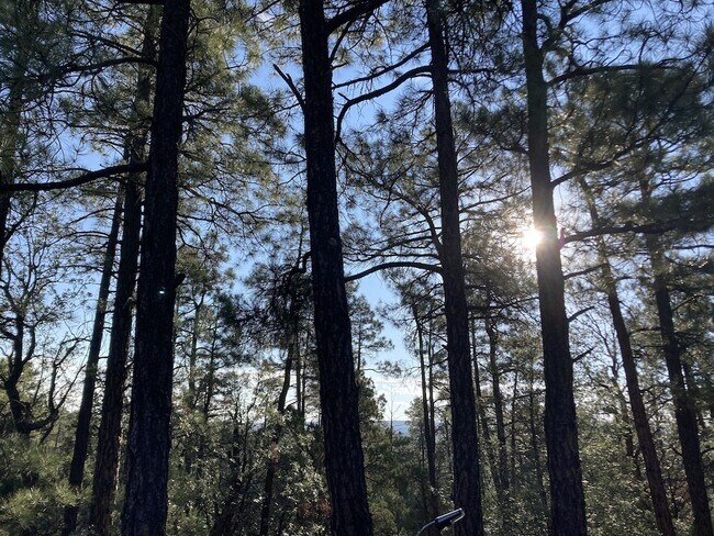 Building Photo - 3239 Pine Needle Dr