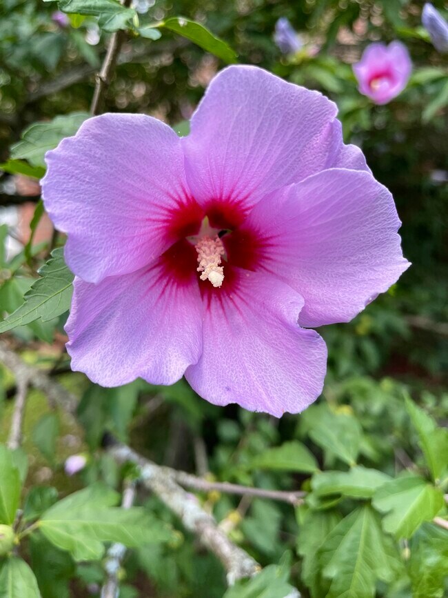 Blooms - 2824 Thornhill Rd