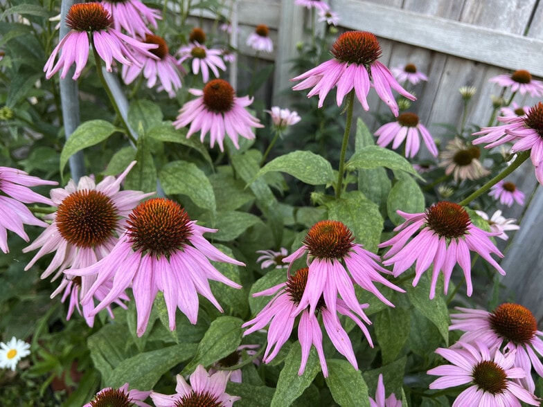Coneflowers - 3817 Lafayette Ave