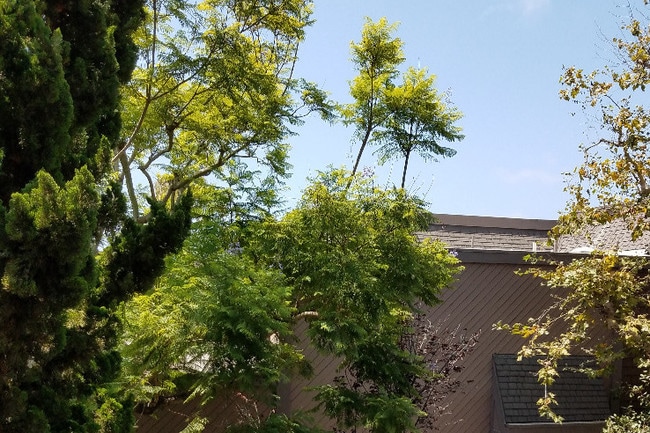 view from the master bedroom balcony - 4541 Alla Rd