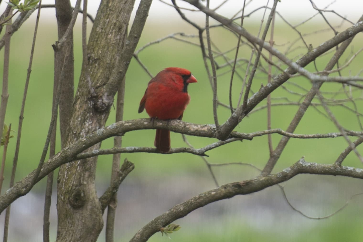Building Photo - 139 Cora Ave