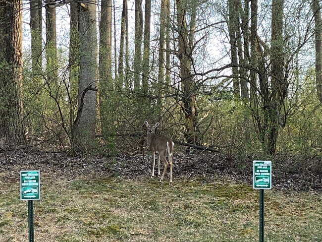 Deer! - 131 Timberbrook Ln