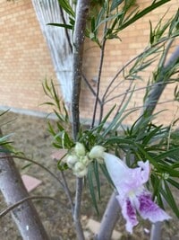 Building Photo - 908 Ash Ave