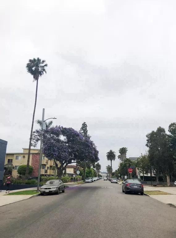 Tree lined street of Jasmine Ave a couple blocks north Venice Blvd and south of Palms Blvd - 3647 Jasmine Ave