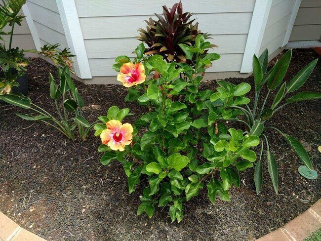 Building Photo - Stunning 3-Bedroom/3-Bathroom in Sunny Ewa...