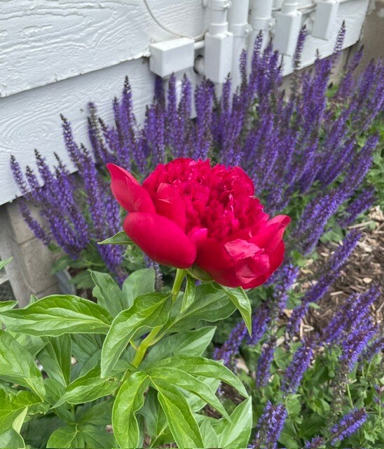 More flowers.. - 322 3rd Ave SE