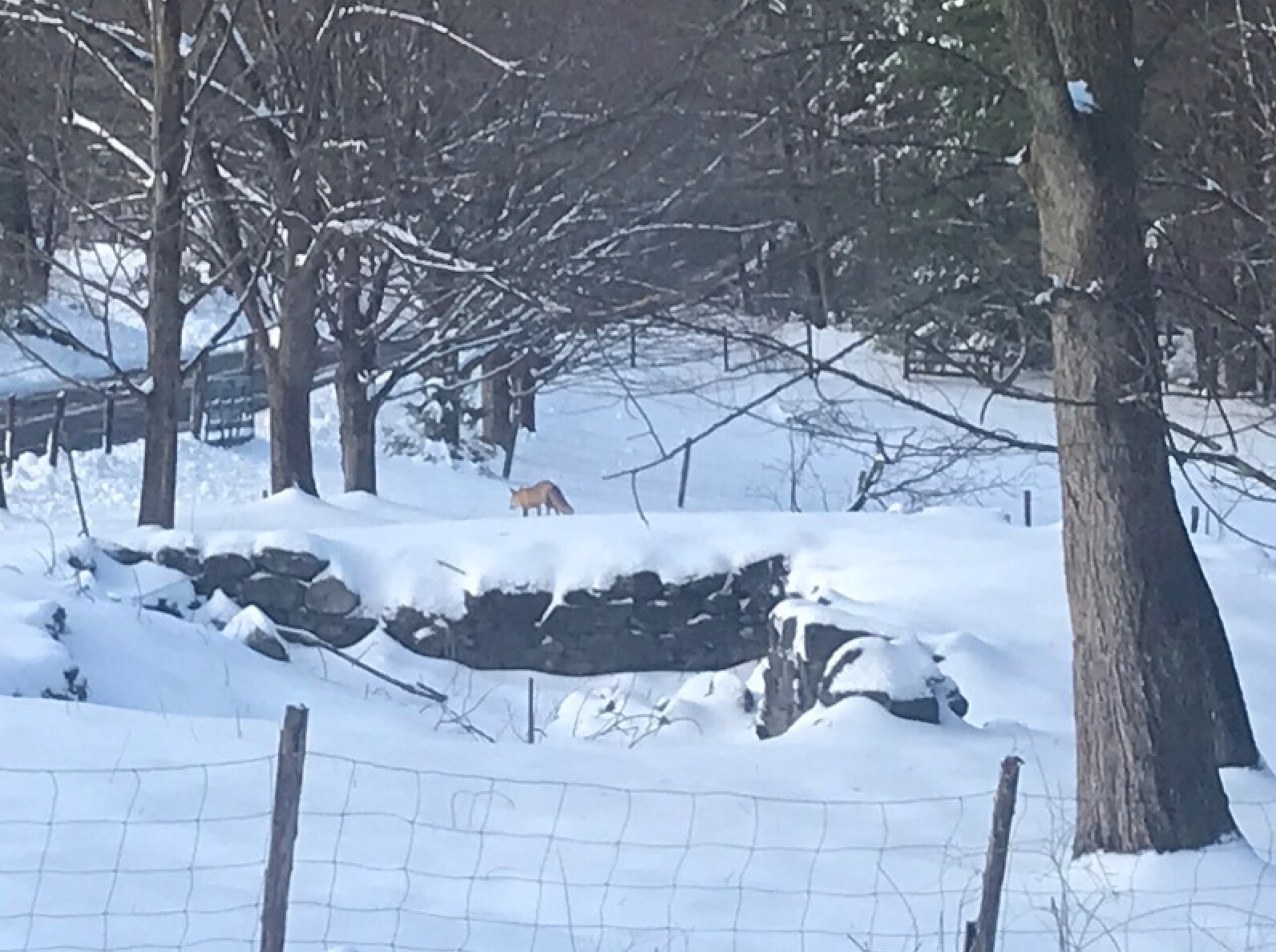 Fox - 61 Masterson Rd