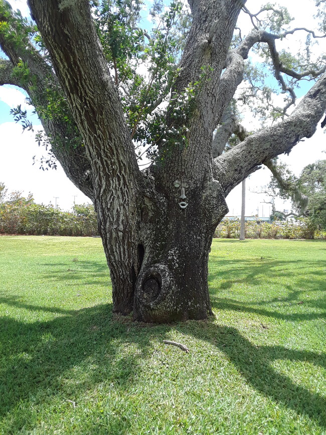 Grand old oak trees - 441 N Harbor City Blvd