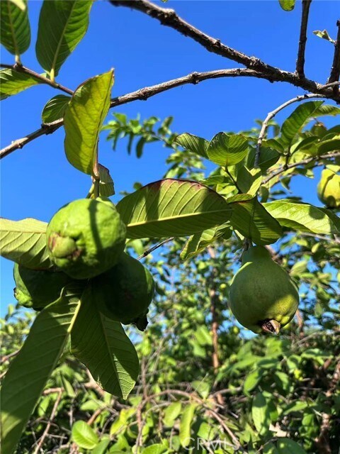 Building Photo - 1126 Highland Oaks Dr