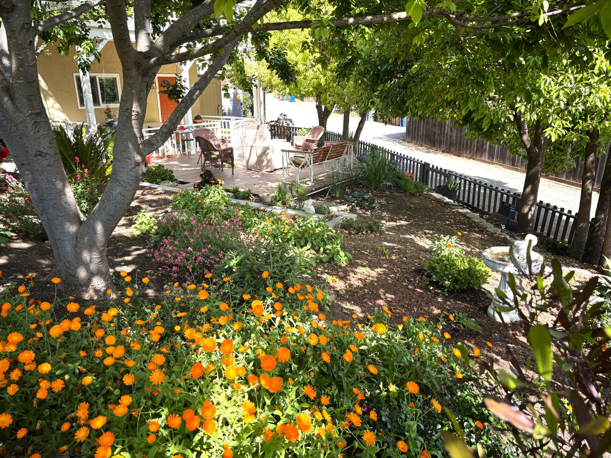 Front Yard - 1340 Hospital Rd