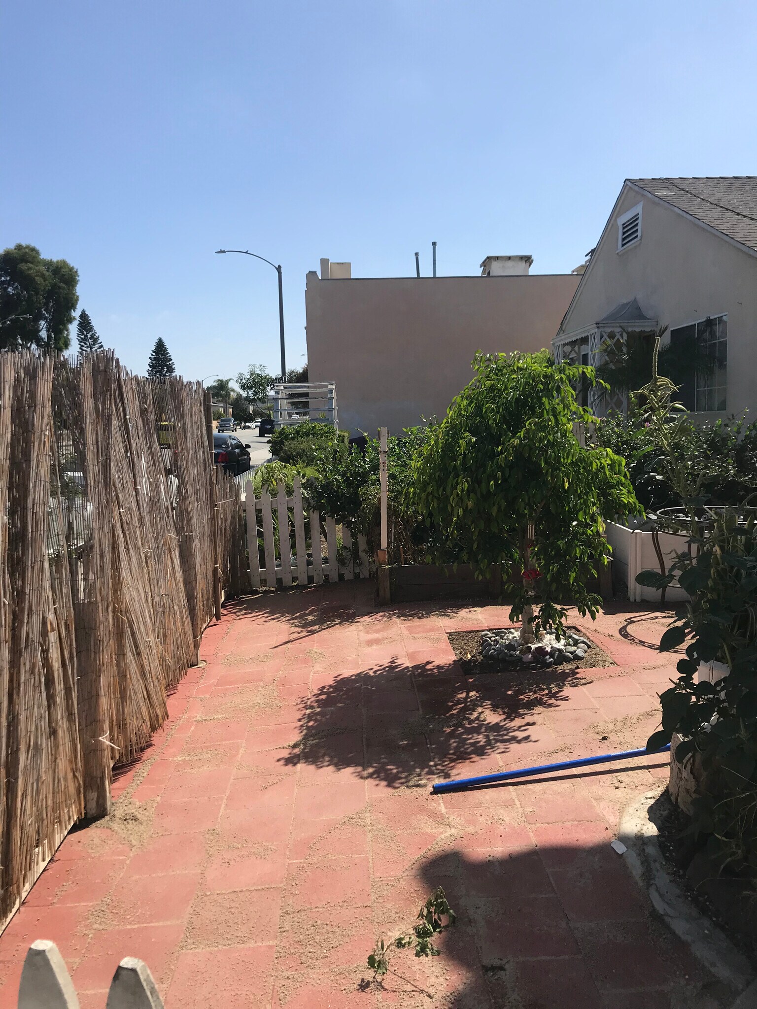 Front yard - 2422 E 7th St
