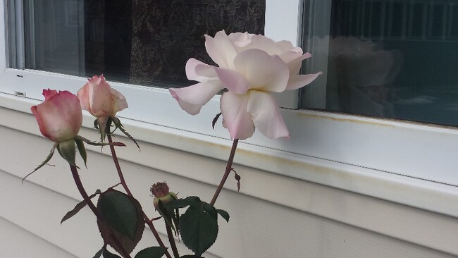 Building Photo - 88 Saco Ave