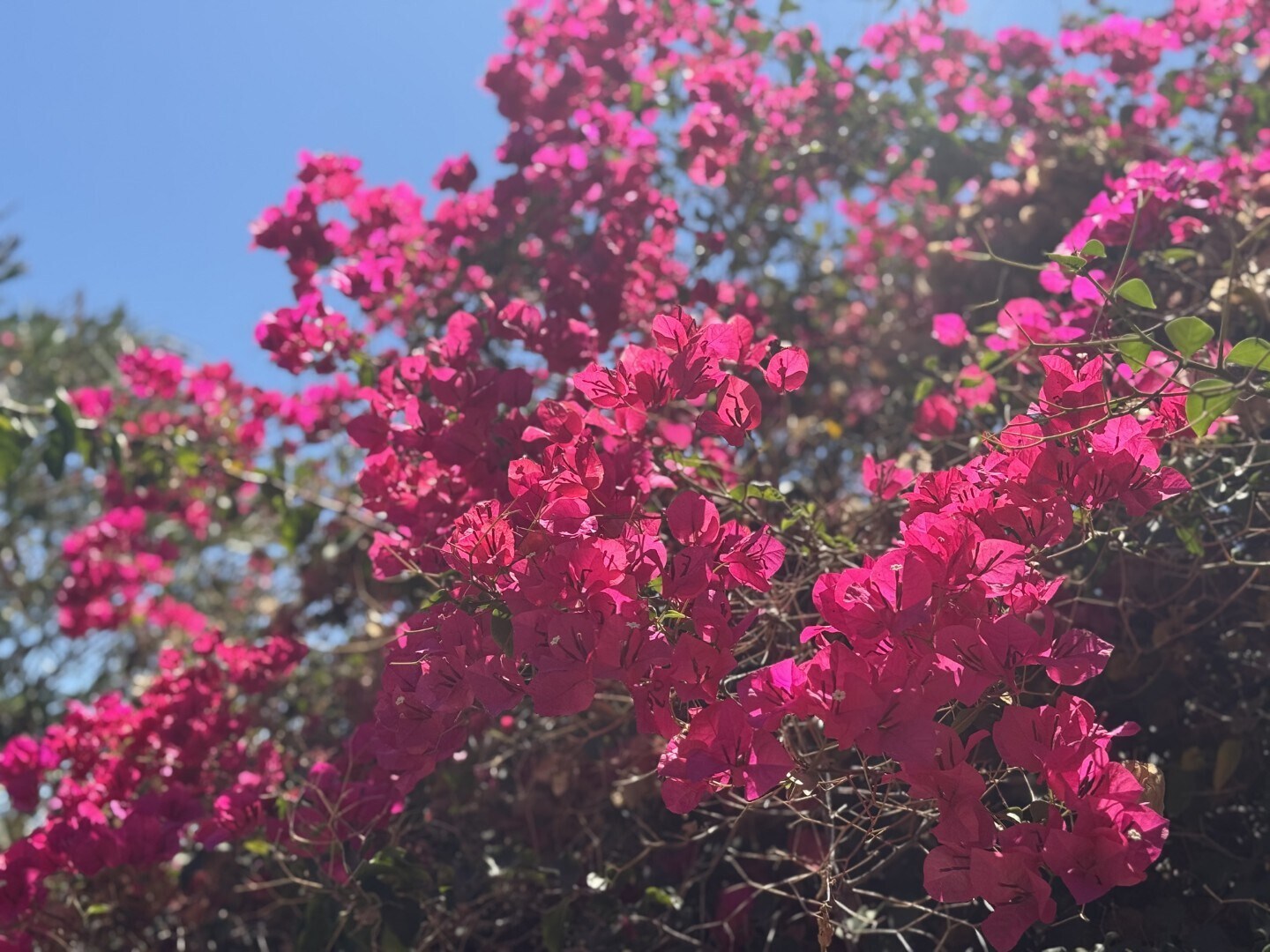 Lovely Flowers in Backyard - 11050 Keswick St