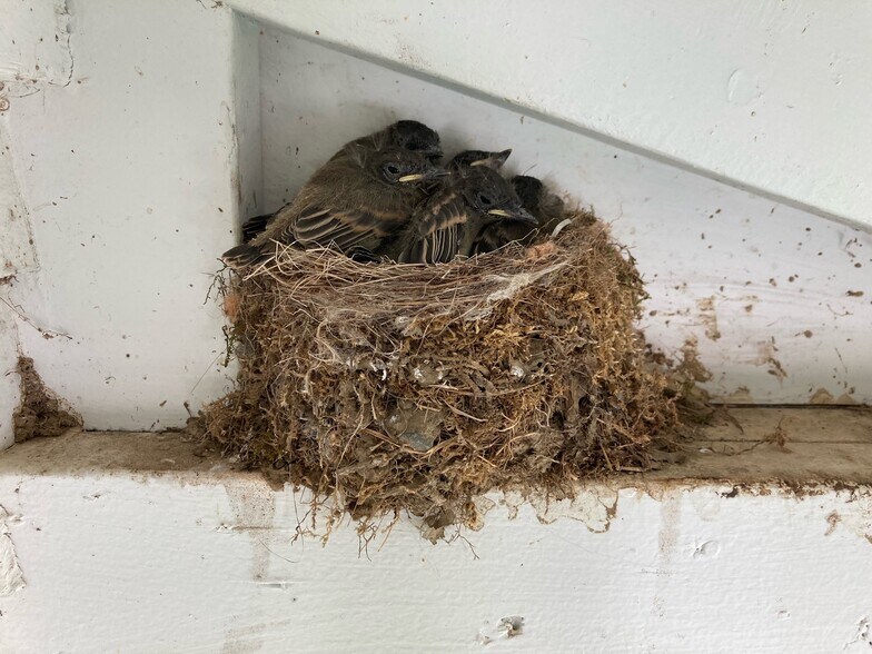 Bird nest above kitchen door - 176 Bagley Hill Rd
