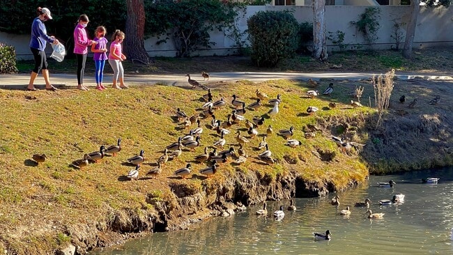 Park is home to hundreds of ducks and birdlife. - 532 Ebbtide Cir