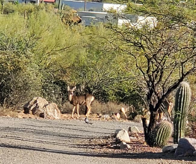 Primary Photo - 4000 W Ajo Hwy