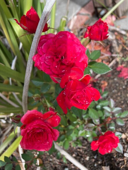 Building Photo - 717 Navaronne Way