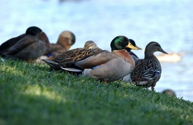 Building Photo - Updated 2/2 in the heart of Brandon