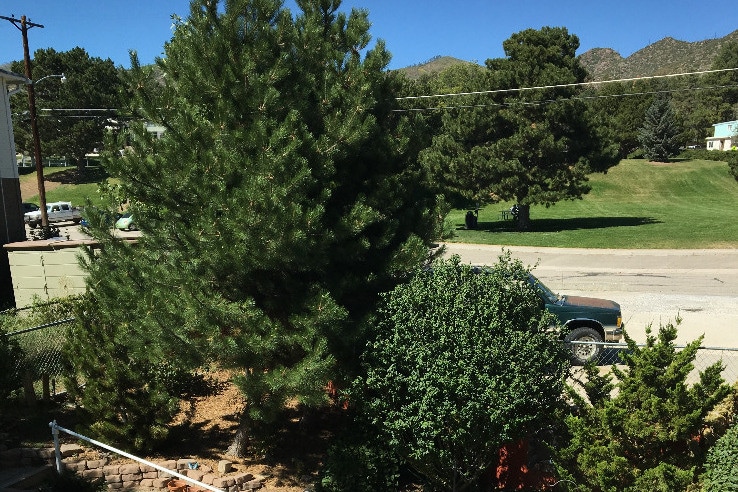 view to back yard - 2059 41st St