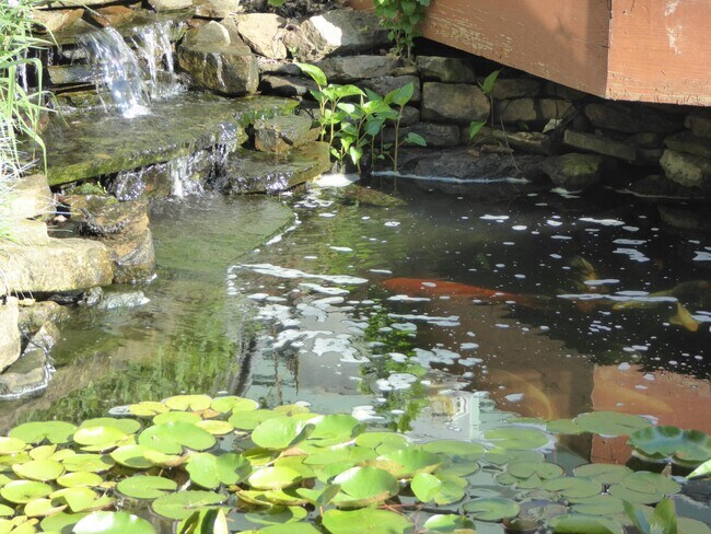Koi Pond - 906 Fatherland St