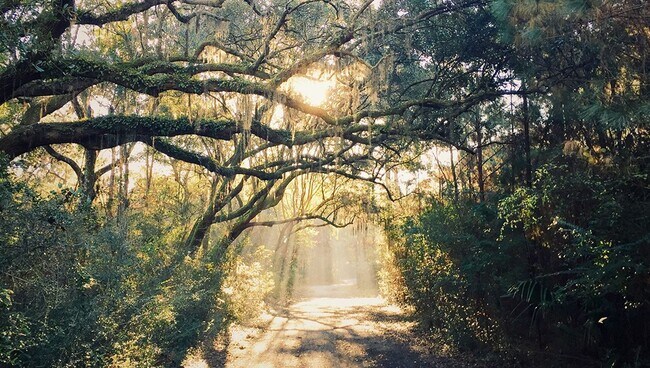 Building Photo - Beautiful Oyster Point Townhome - Mt. Pleasant