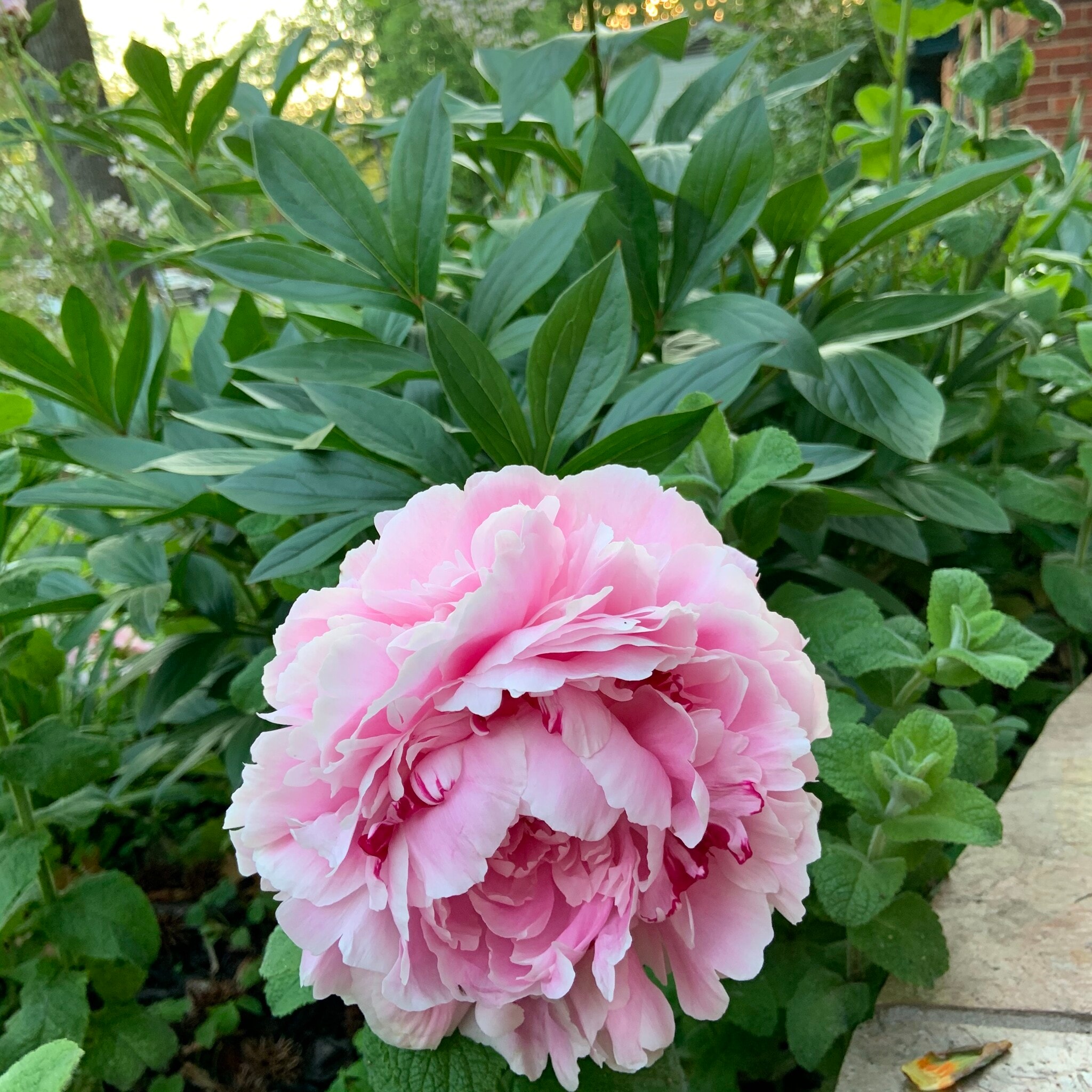 Building Photo - 5208 Heming Ave