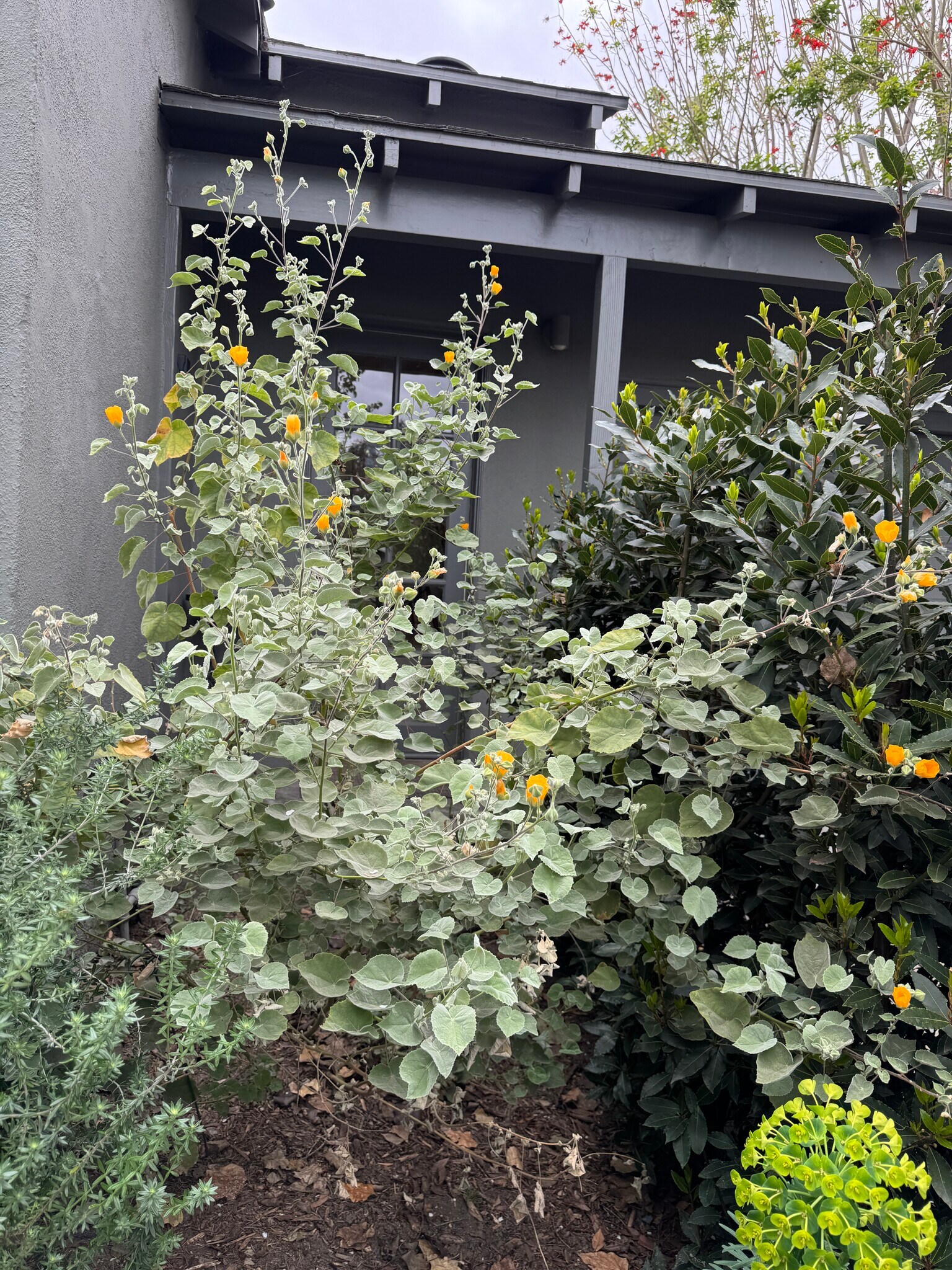 Front garden, CA native planting - 5105 Morella Ave
