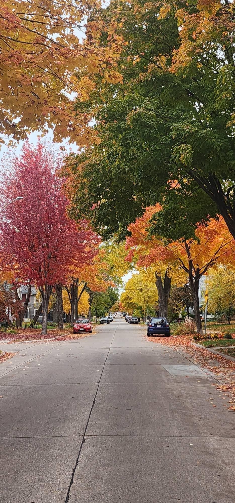 Peaceful Northeast Minneapolis street lined with mature trees and vibrant seasonal color. - 1901 -2301 Fillmore Street NE Minneapolis, MN 55418