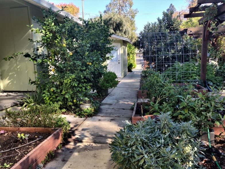 Shared gardens and fruit trees. - 1130 Olive St