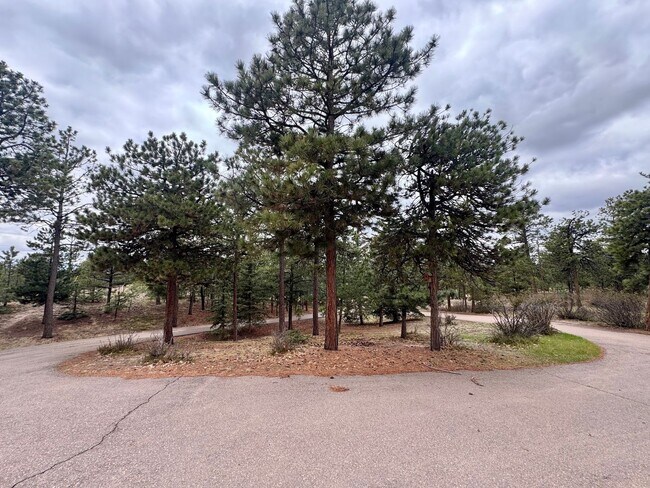 Building Photo - Beautiful home in Black Forest on 2.5 acres